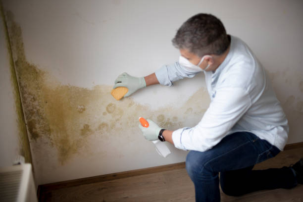 Dehumidification Services in Mastic, NY