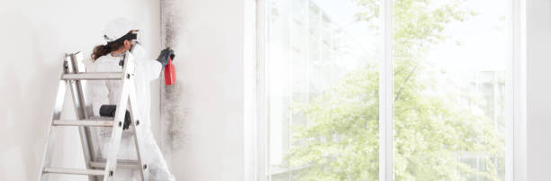 Best Mold Remediation for Healthcare Facilities  in Mastic, NY